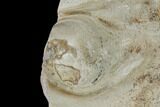 Fossil Oyster (Inocerasmus) Shell Section with Pearl - Kansas #152251-1